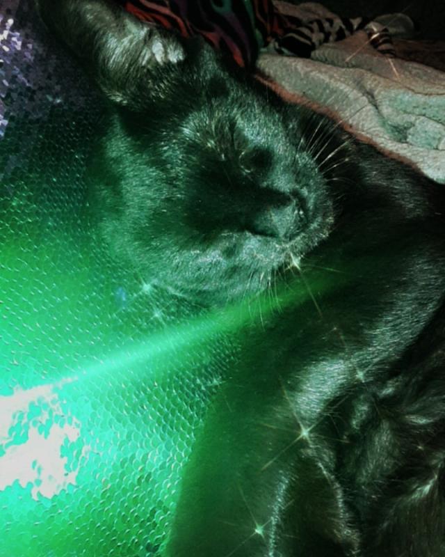 Luce is always sleepy