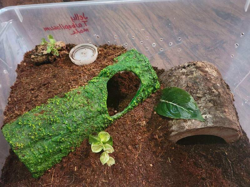 Imagitarium Moss Covered Reptile Tunnel