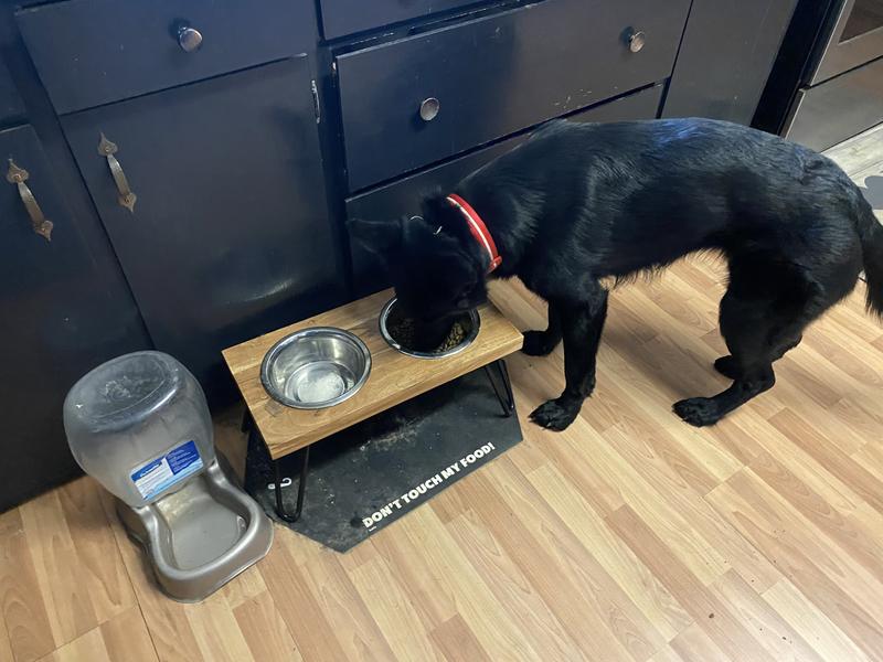 EveryYay Better Together Elevated Wood Double Diner with Stainless-Steel  Bowls for Dogs, 4.6 Cups