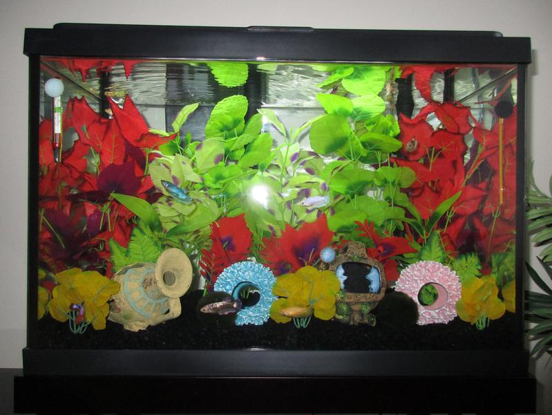 20 gallon tank.  Blossom plants are in the center used as mid-ground plants.