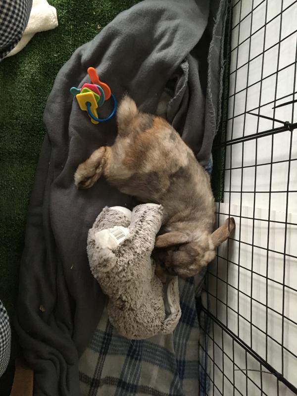 Tilly Lilly Bun Bunn catching some Zzz’s