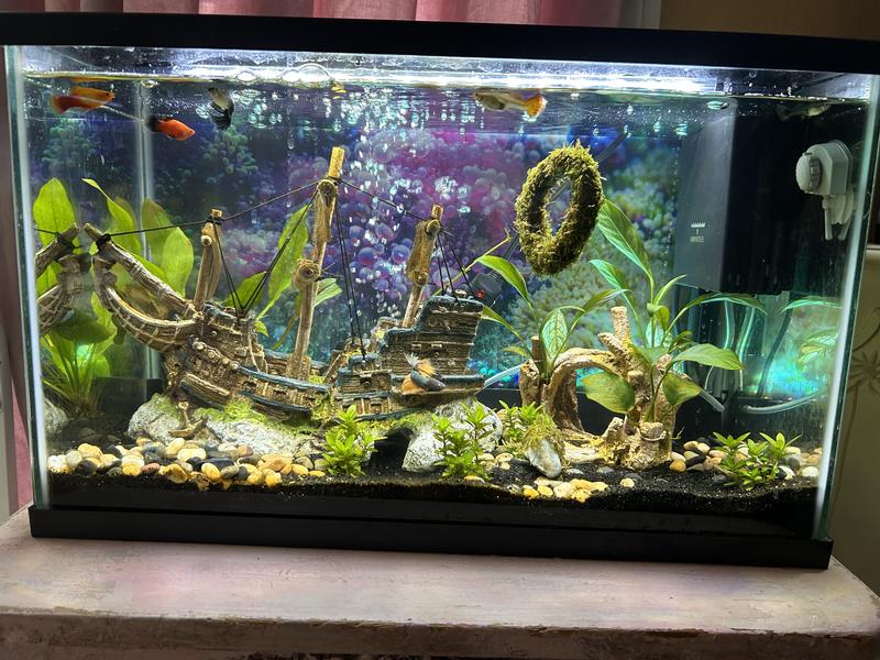 Floating Java Moss Ring For Sale | Petco