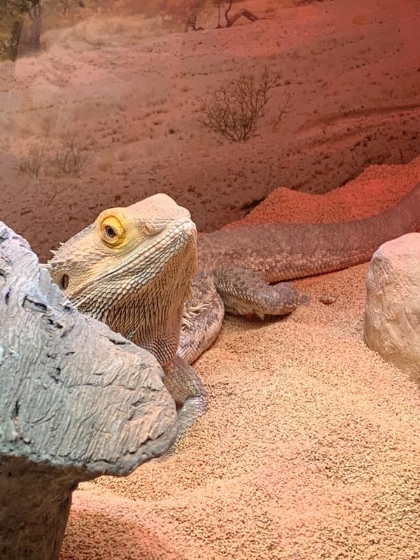 Help!! My uro is eating the crushed walnut shells when he has a whole plate  of food what do I do? : r/reptiles