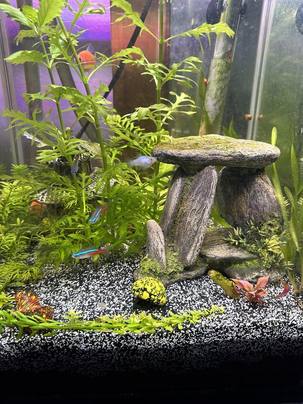 Black best sale aquarium sand