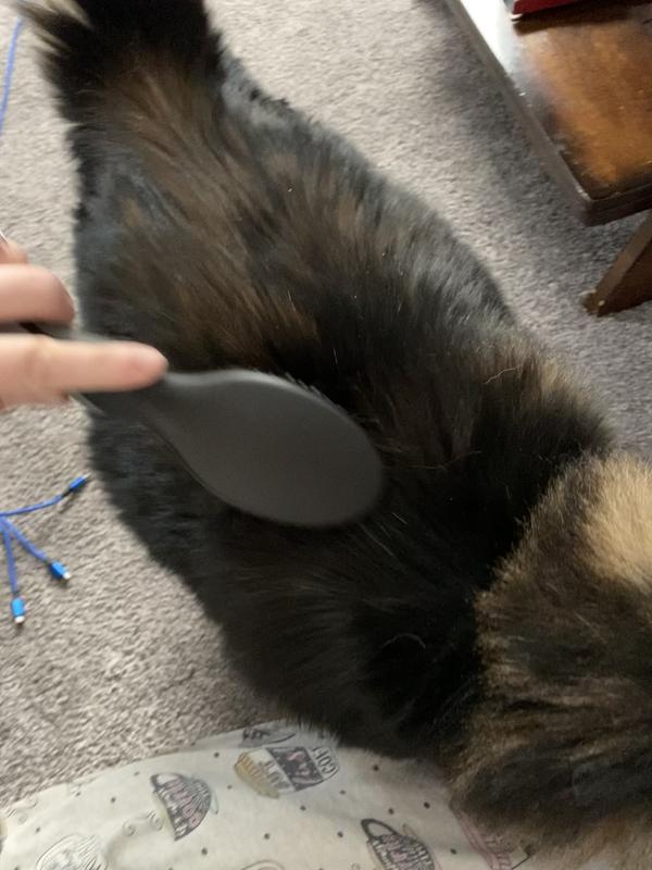 Cat enjoying it