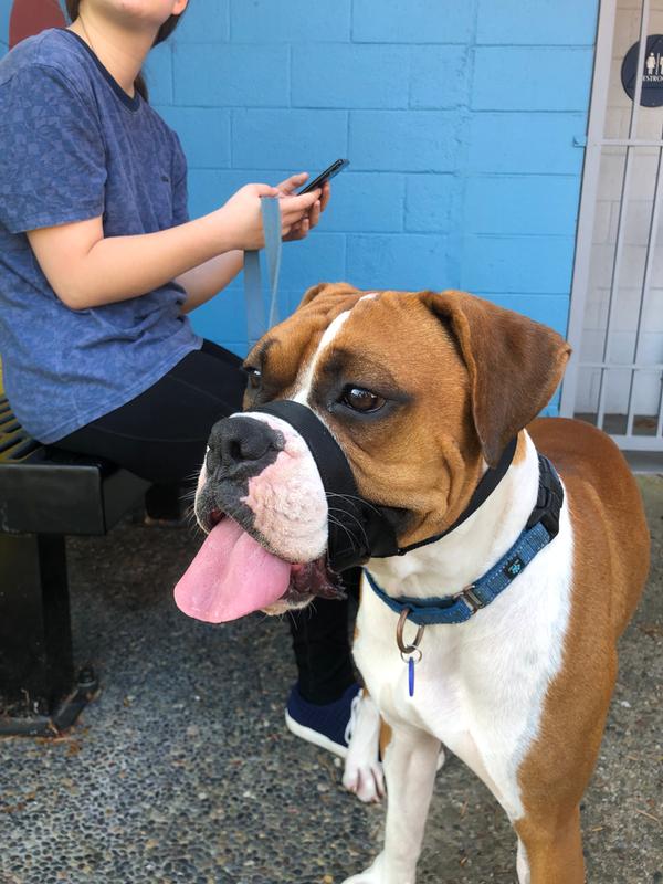 Large size for this boxer