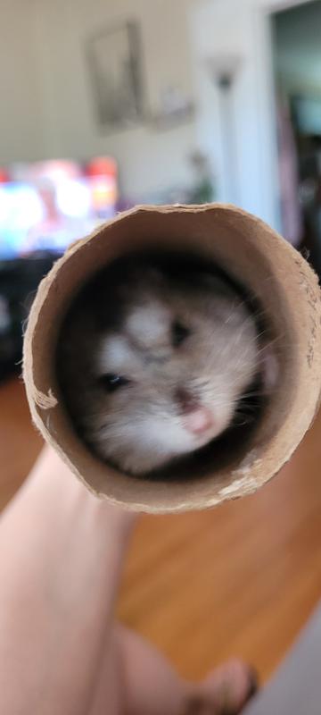 Hamsters for sale outlet at petco