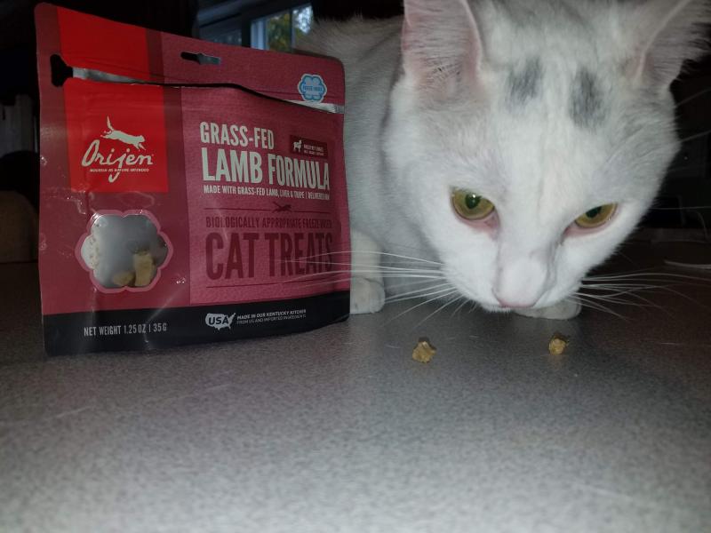 Kitty Approved