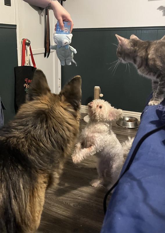 Bonus pic of my big girl and one of my cats also loving the toy