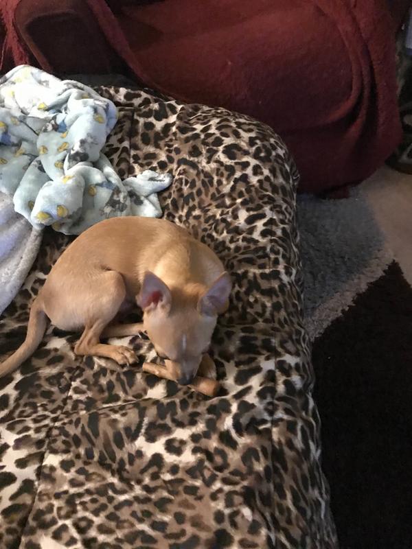 Enjoying my chew stick