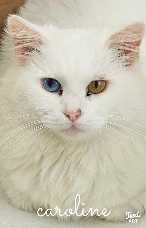 World's Best Original Series Lavender Scented Multi Corn Cat Litter, 8