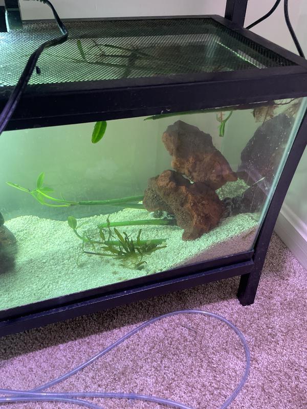 Snowflake Eel For Sale | Petco