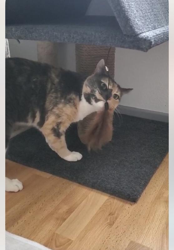 Inspecting the feather toy