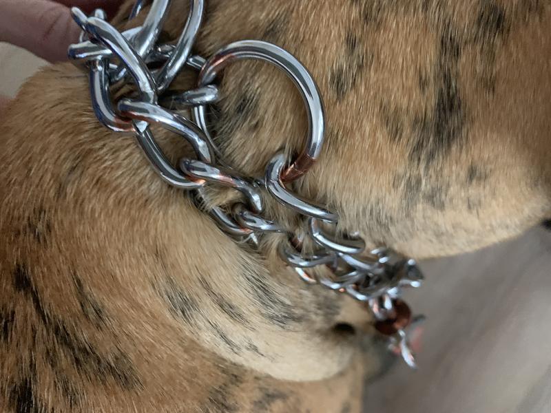 Good2go prong collar sale