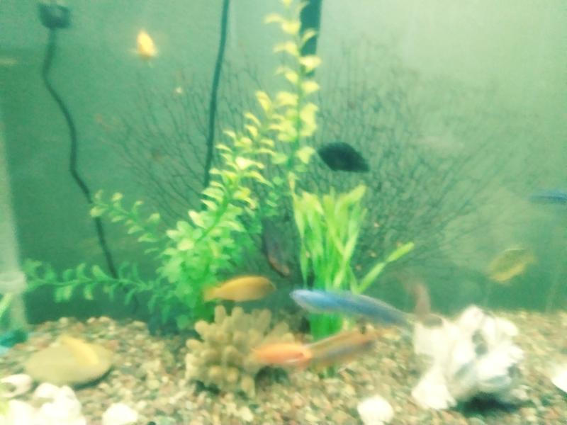 New fish and equipment.