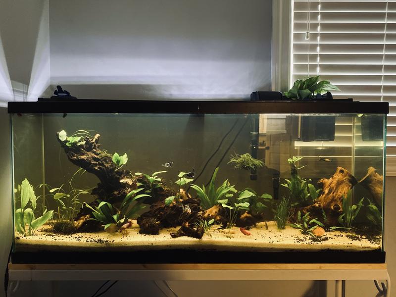 Aquarium with sand capped stratum. The excess on top was from my corydoras digging but I liked the look so I didn’t bury it.
