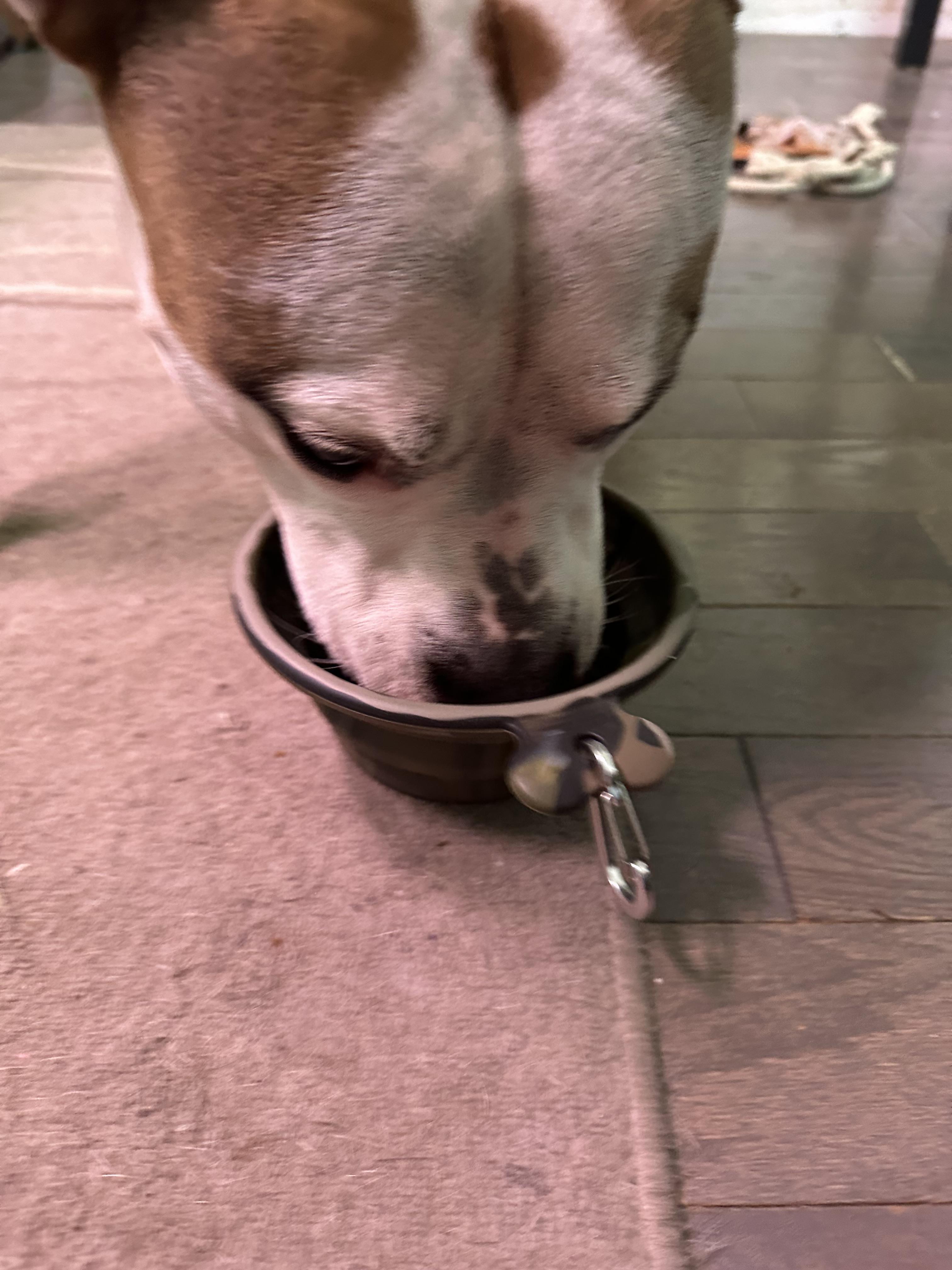 Pink stuff in dog water bowl 2025