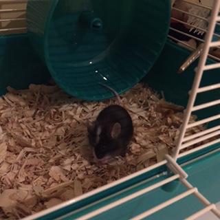 Fig in her cage