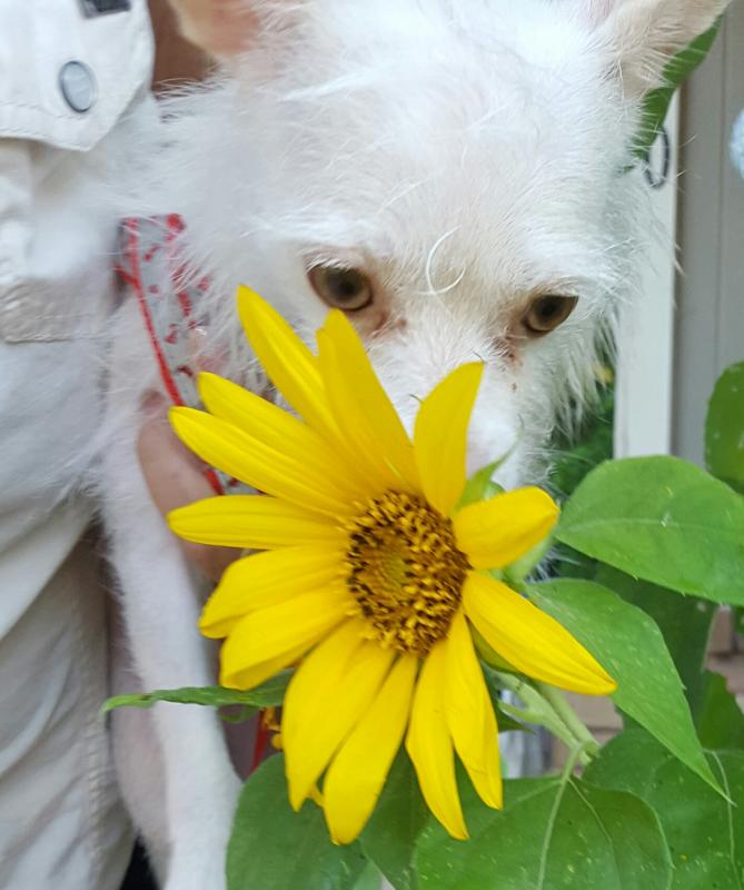 MORNING BLOOMS