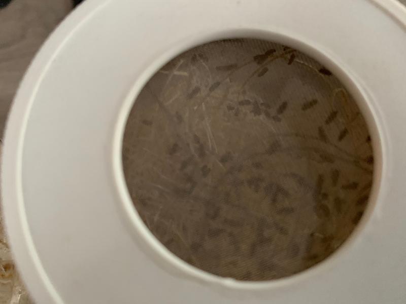 Flightless Fruit Flies For Sale Culture Kit Petco