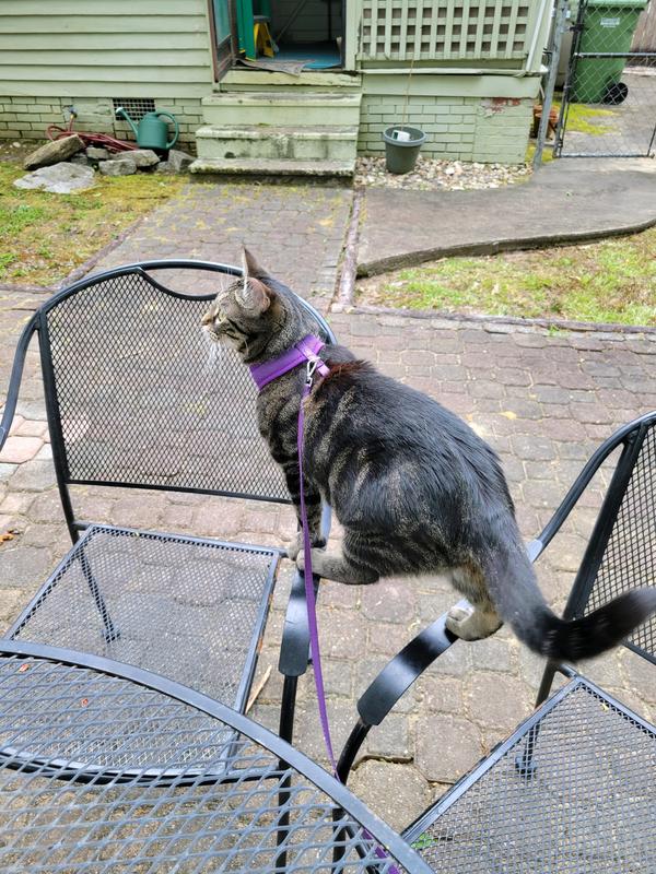 Good2Go Purple Cat Harness and Leash Set Petco