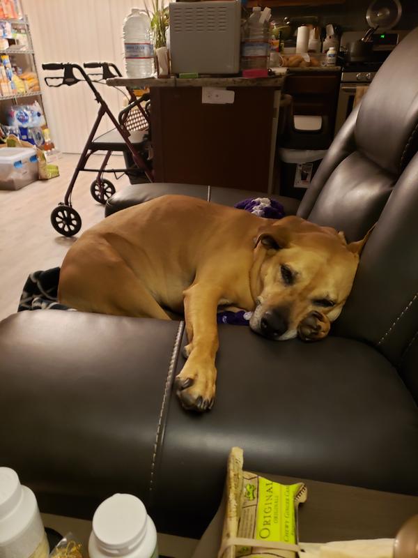 My JAZZY is a senior dog, she loves to nap and relax.
