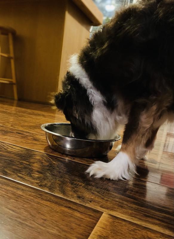 EveryYay Dining In Glass Bowl Insert for Pets, 1.75 Cups