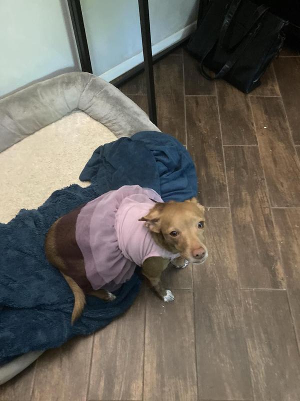 Dress is perfect fit for Diva the Chihuahua mix