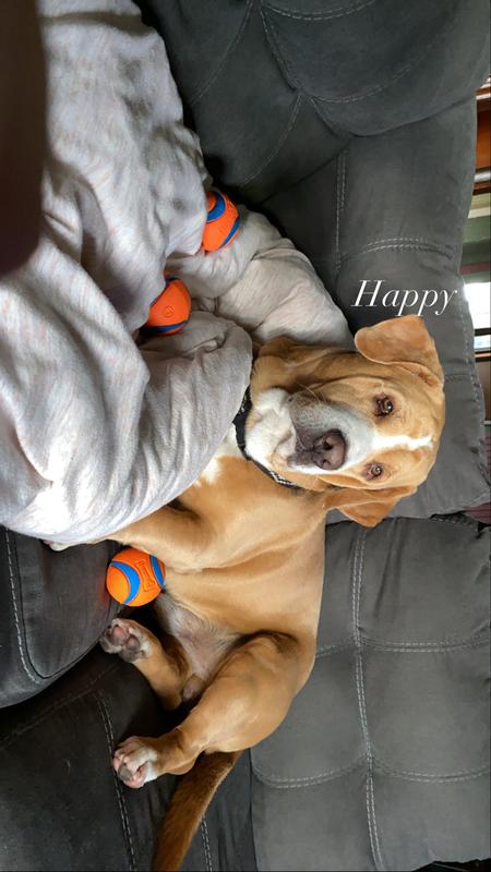 Happy pup