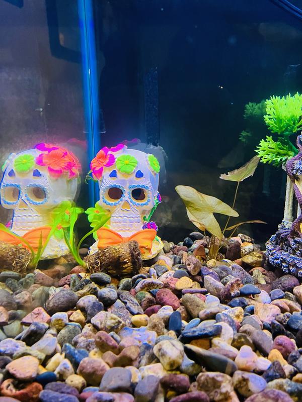 Imagitarium Sugar Skull with Flowers Petco