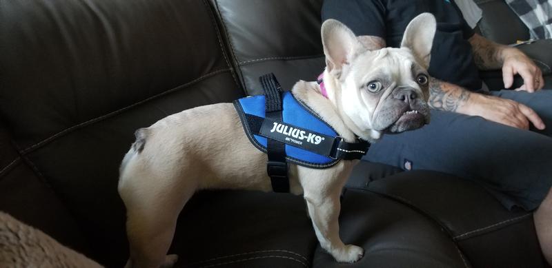 Julius K9 Blue Dog Harness 3X Small Durable Easy Fit