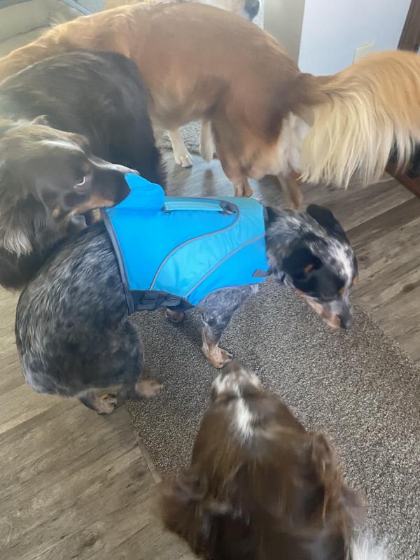 Move over, SHARK coming thru
