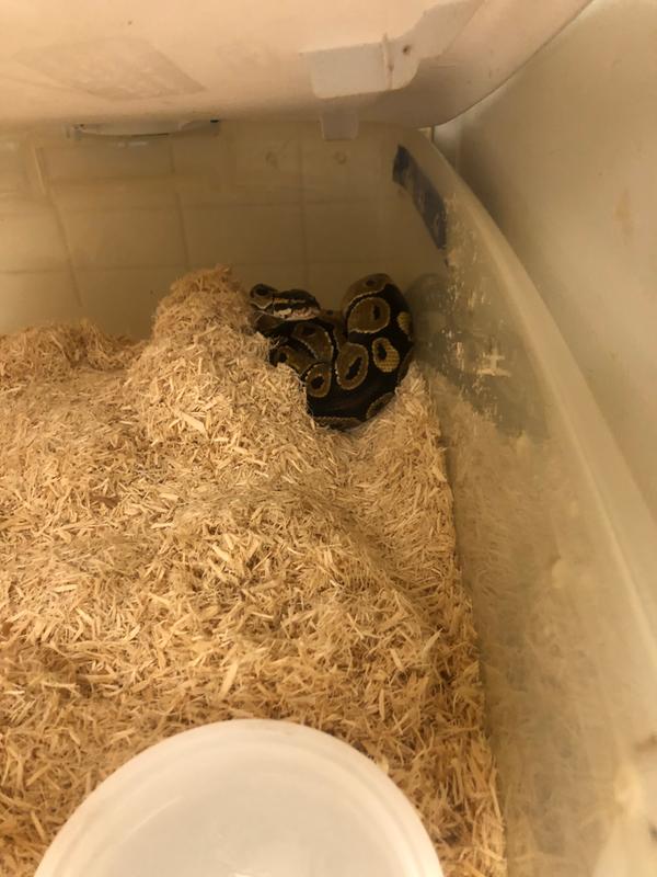 Zoo med shop aspen snake bedding