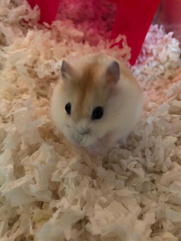 sunfire djungarian hamster