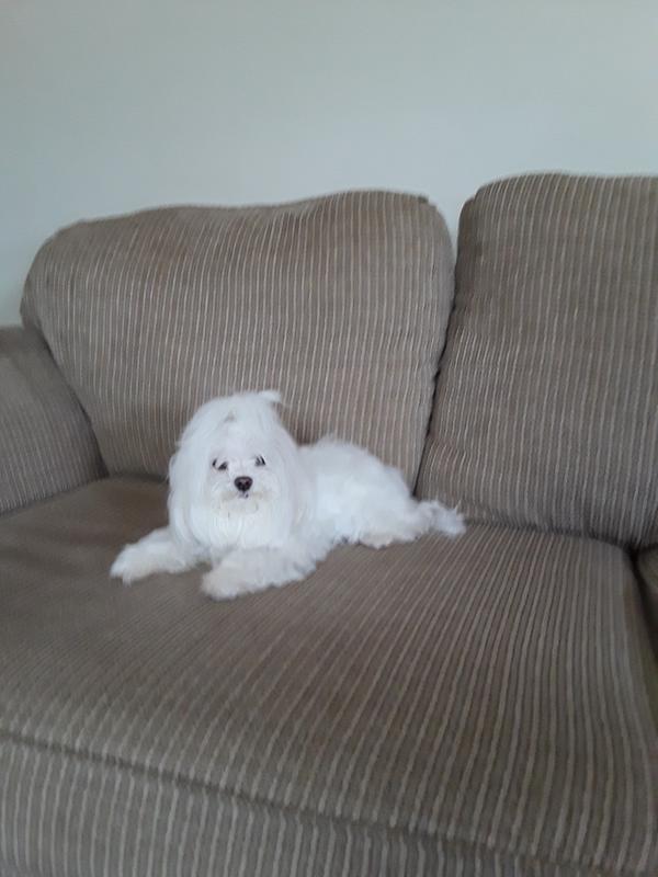 Well & Good Dog Eye Wipes, Tear Stain Remover, 100 Count