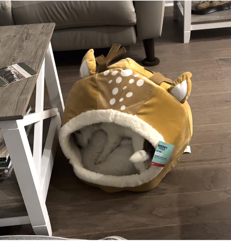 Photo - commentaire 2.