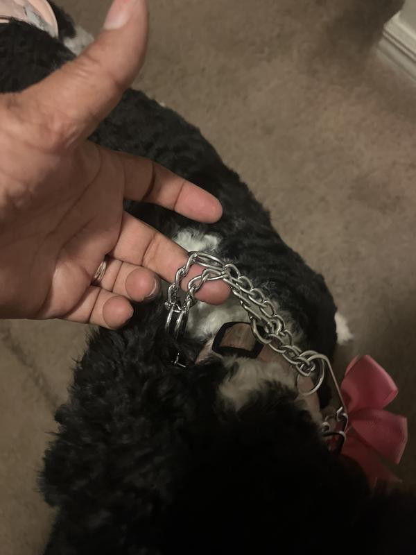 Good2Go Classic Training Dog Collar, Small Petco