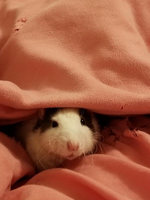 Jinx playing hide and go seek!