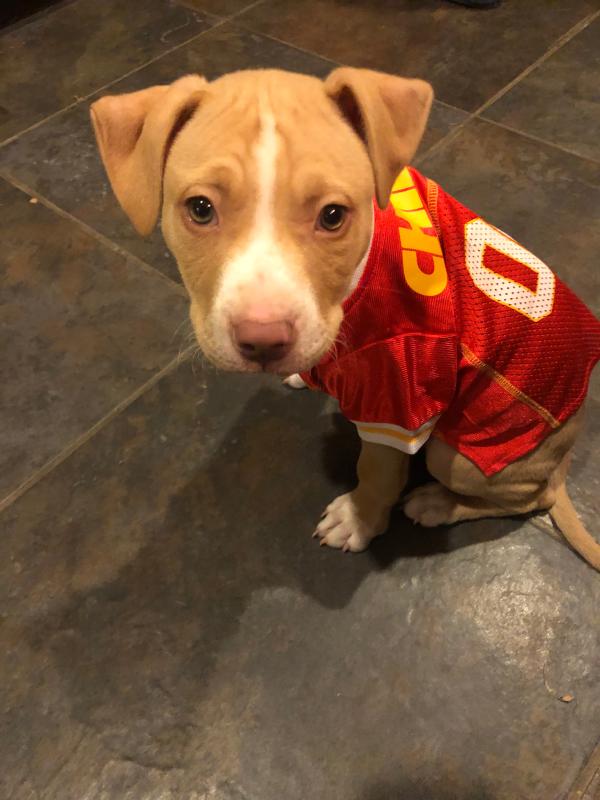 Kansas City Chiefs NFL Dog Jersey UPCO Pet Supplies