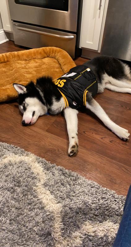 Pittsburgh Steelers Mesh Pet Jersey Size: Small