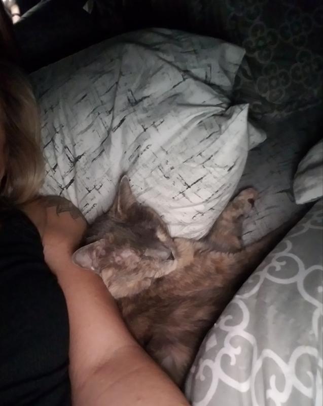 Sleepy kitty