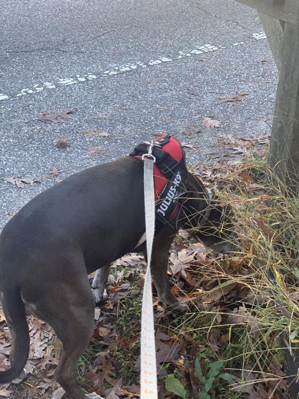 Julius k9 shop harness for staffy