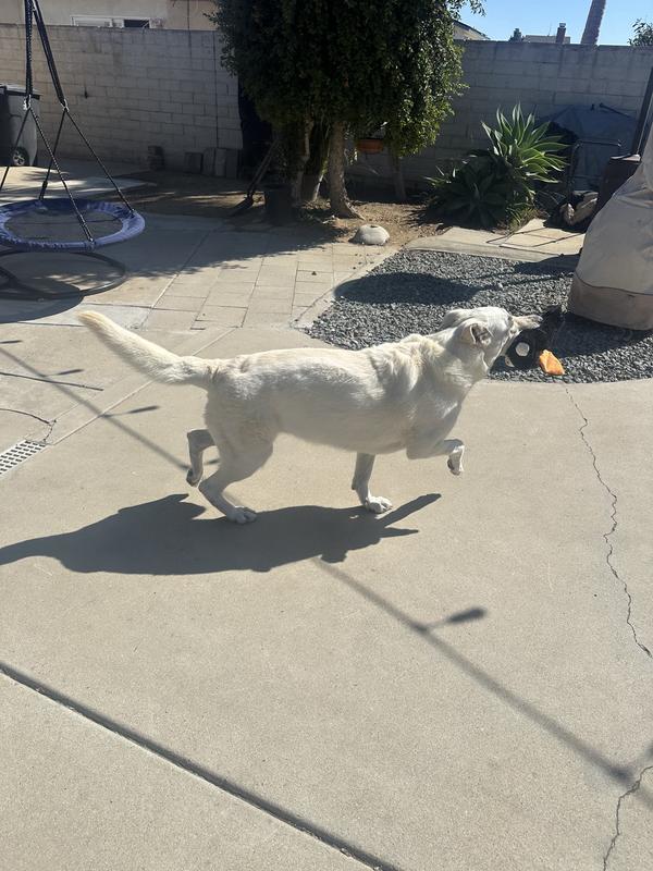 Imma prance with my new toy and I don’t intend to share