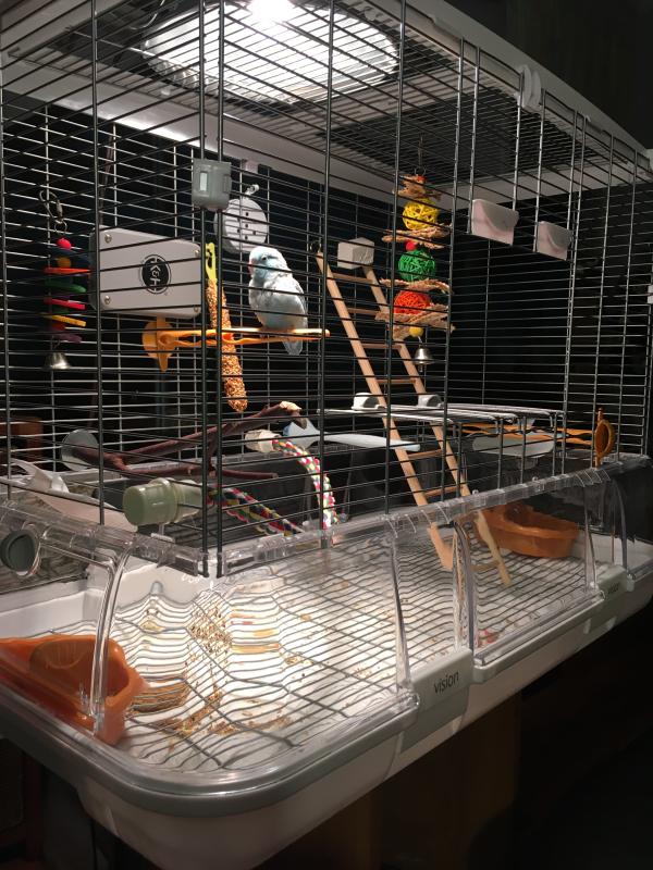 Vision budgie hot sale cage