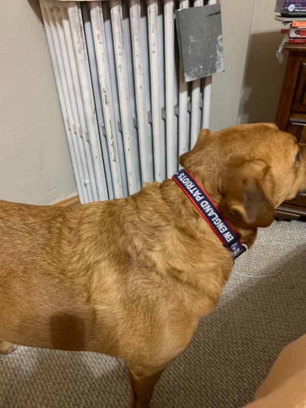 NFL New England Patriots Dog Nylon Collar and Leash Set