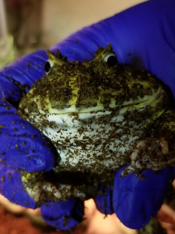 Pacman Frogs for Sale | Ceratophrys cranwelli | Petco