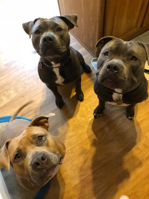 jolly soccer ball petco