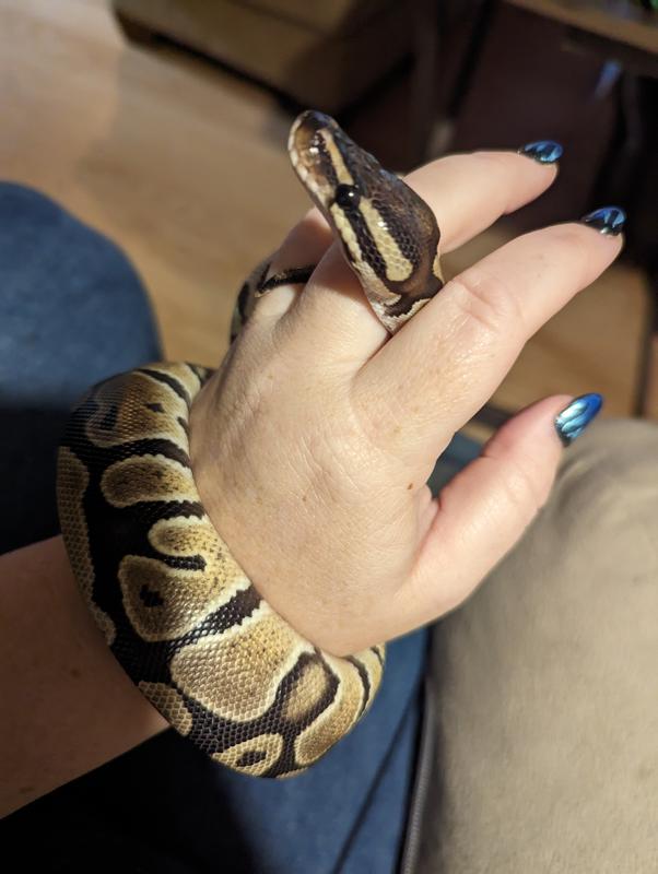 Pet stores that sales sell ball pythons