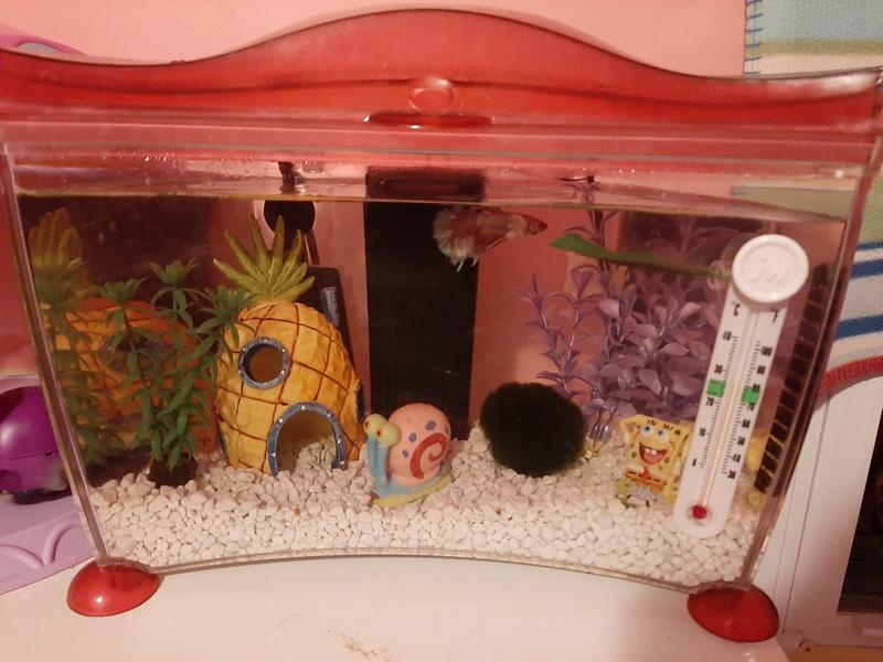 fusion smart temp aquarium thermometer