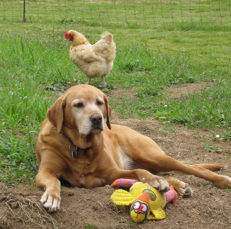 Bamboo Classics Suspicious Chicken Dog Toy